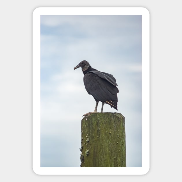 Turkey Vulture of Calabash Sticker by KensLensDesigns